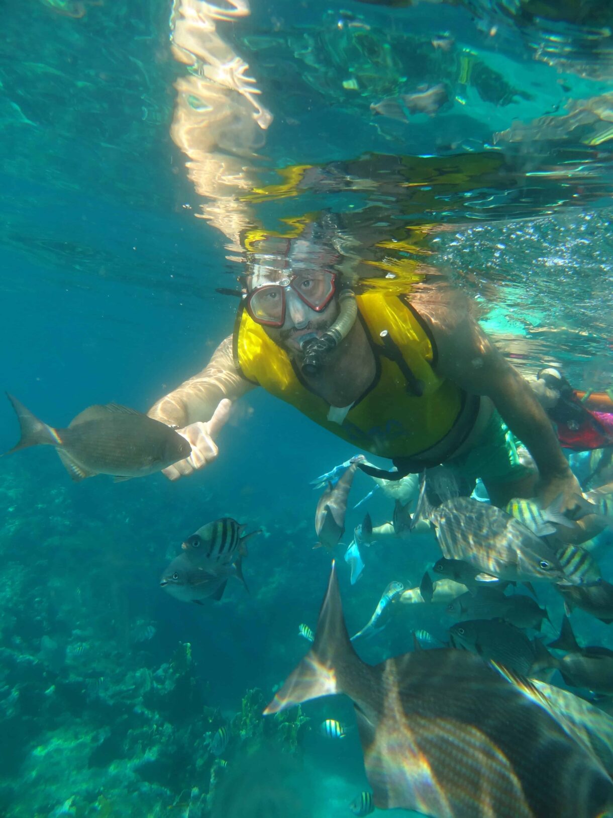 Vibrant underwater scene of snorkeling and diving in Varadero showing a coral-covered sea wall teeming with marine life including fish and a sea turtle.